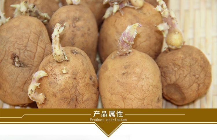[威宁土豆种子批发] 云南黄心土豆种子粉糯老品种洋芋
