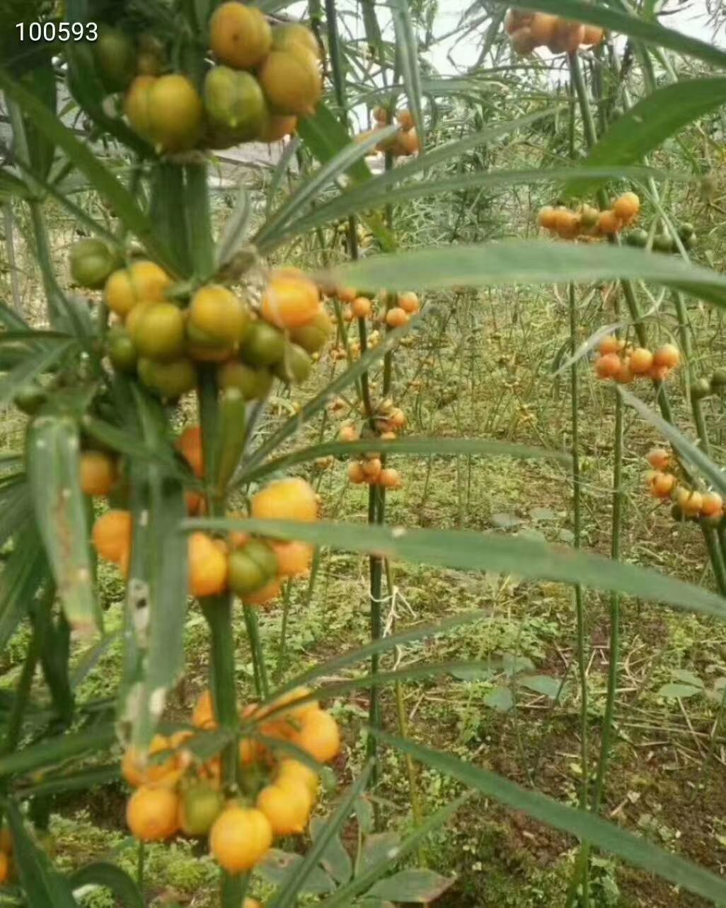 云南红花滇黄精种子 当年新籽 基地直销 提供种植资料