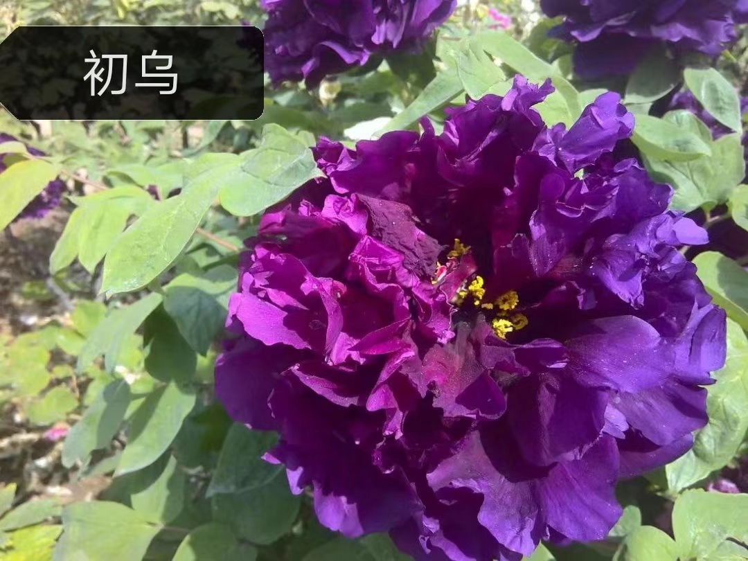 蓝孔雀牡丹岛锦牡丹贵妃插翠牡丹初乌牡丹 精品牡丹苗