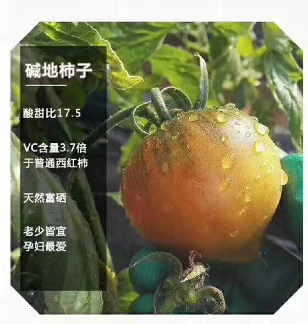 盐碱地西红柿 盘锦碱地柿子自家大棚,无农药无化肥酸甜可口,保质保量