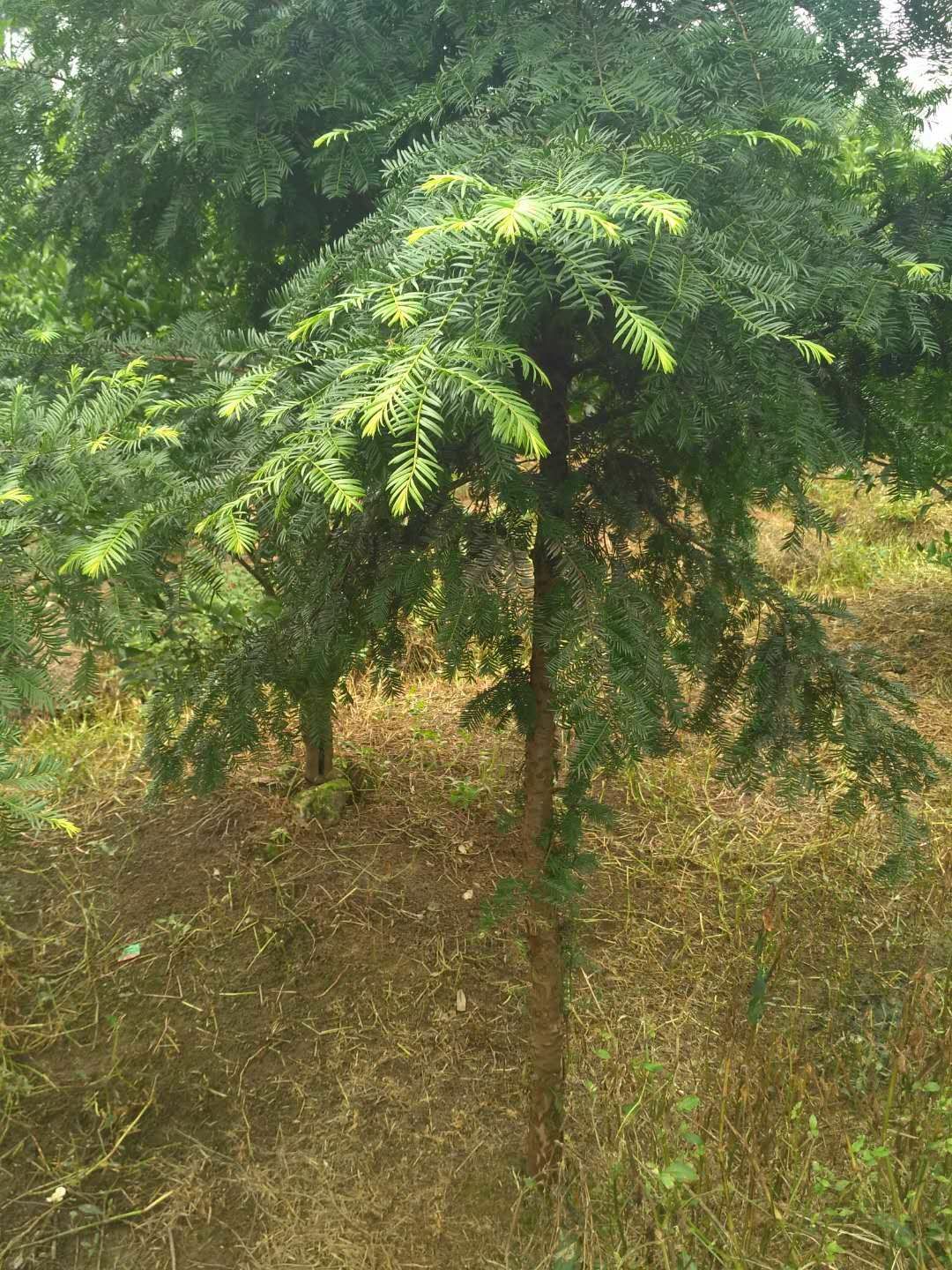 红头杉 2.0~2.5米