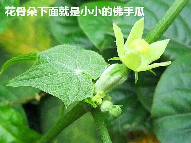 云南高原生态新鲜佛手瓜洋瓜丰收瓜南瓜寿瓜新鲜蔬菜5斤10斤