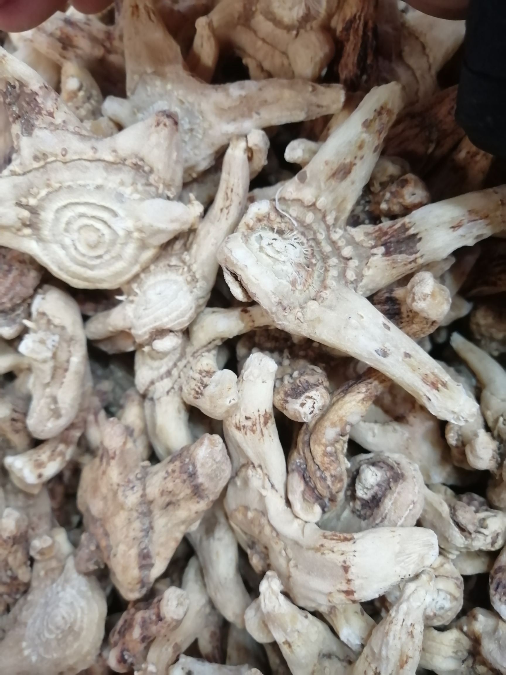 供应大厅  中药材  白及  白及,中药名.