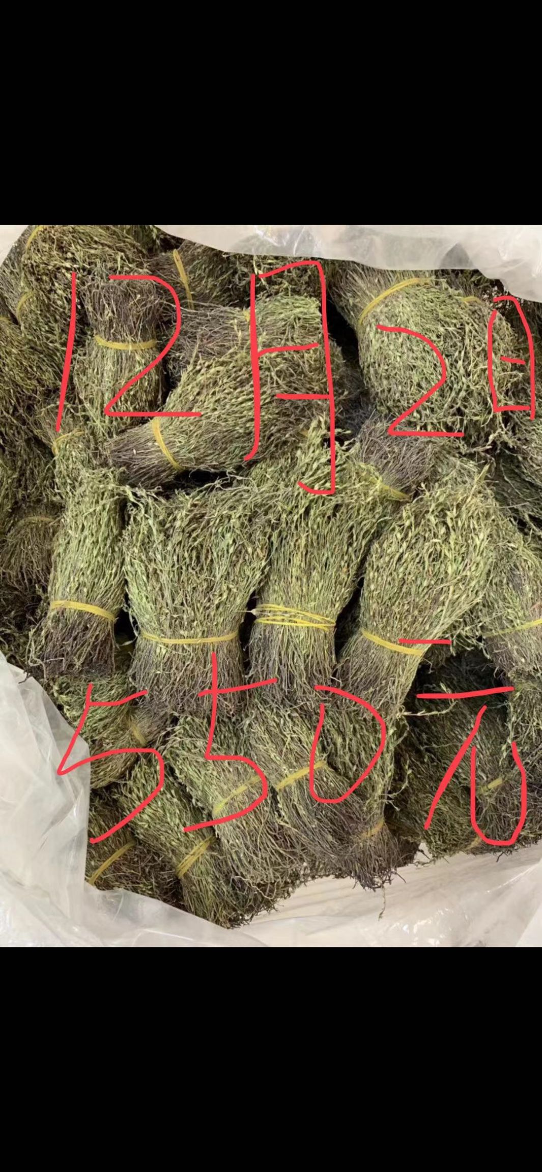 独脚柑 *生独脚金,产地一手货源批发!