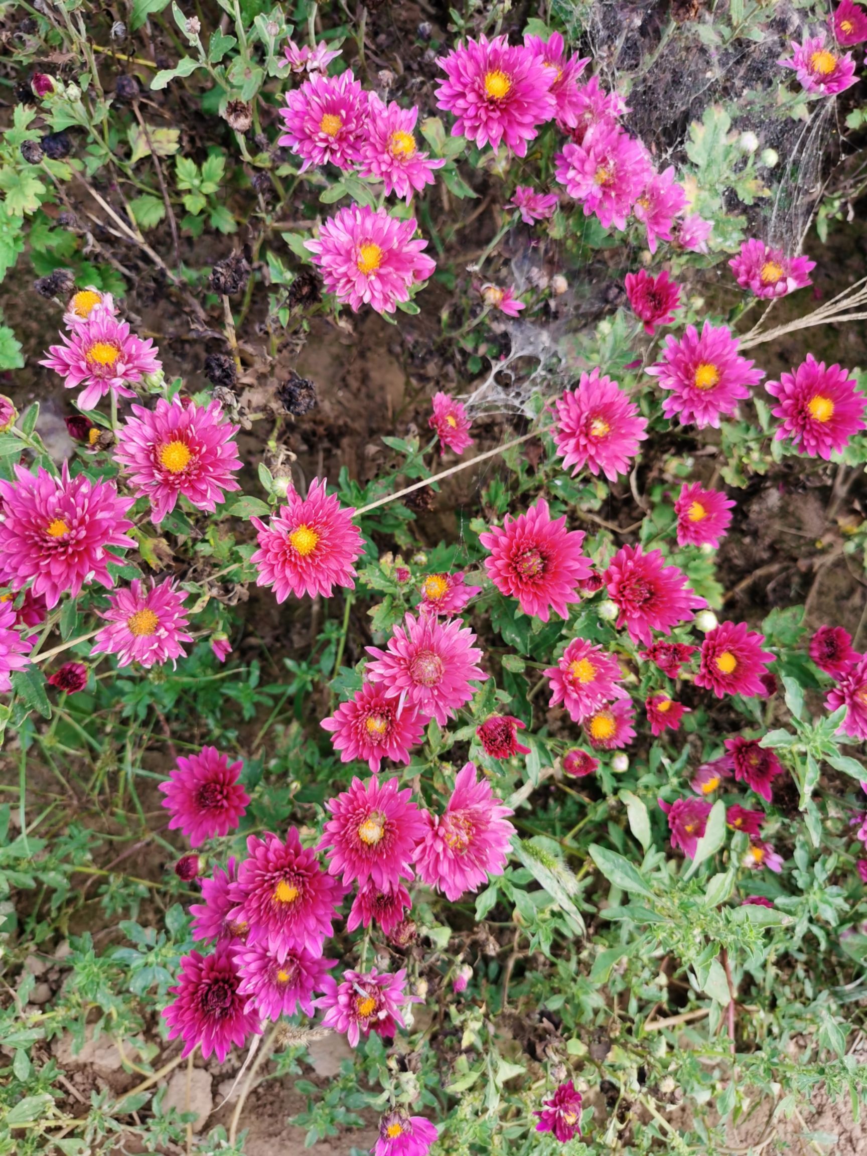 四季菊种苗 四季菊花种苗全年开放花苞供应颜色多盆栽盆栽花卉