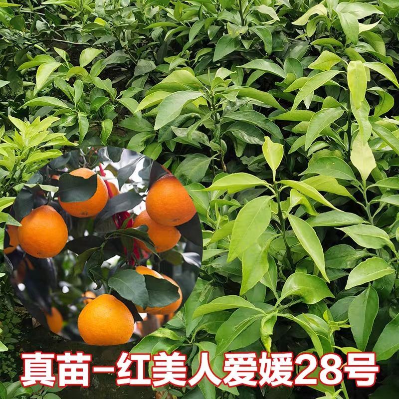 山东省临沂市平邑县爱媛28号柑桔苗 0.5~1米