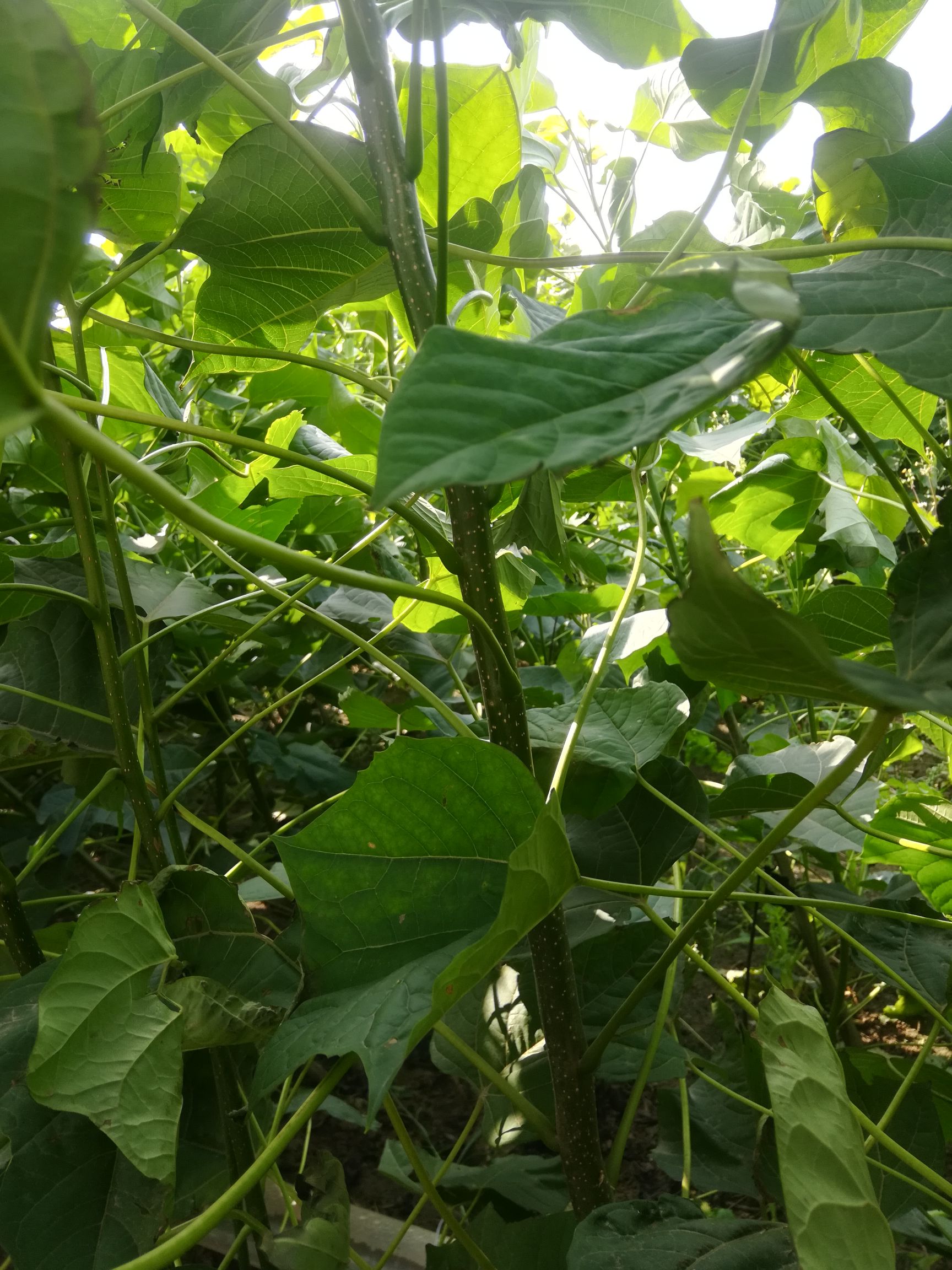 楸树苗 