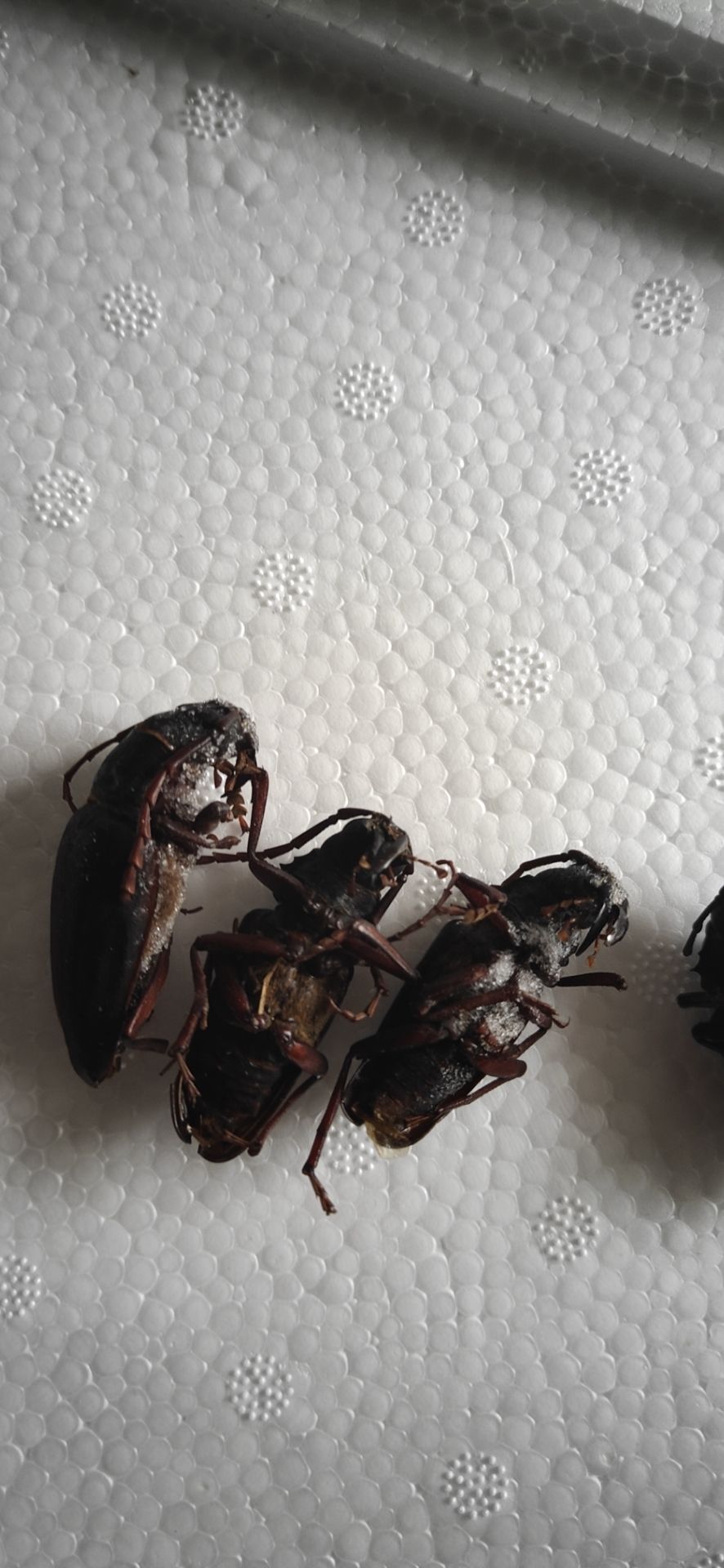 山水牛,公虫,甲虫,昆虫