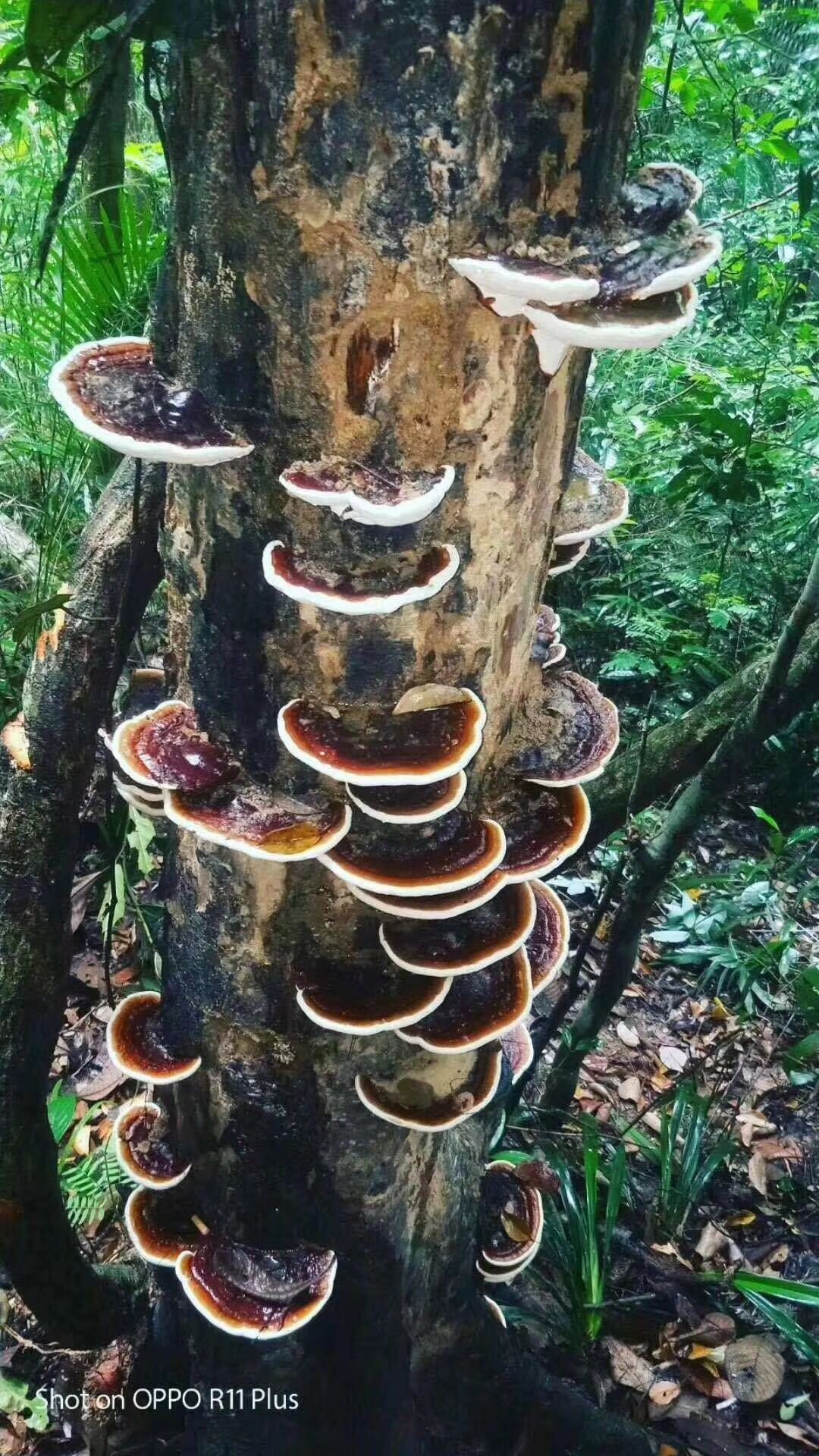[赤灵芝批发] 广西《鼎芝堂》专营海南生各种灵芝价格