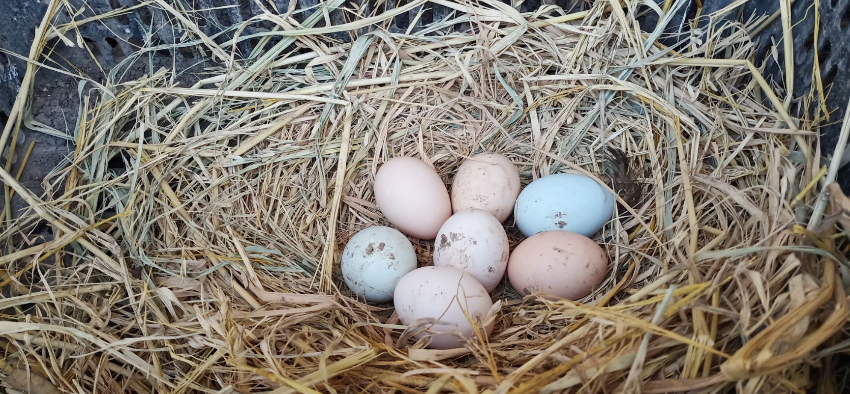 农村正宗土鸡蛋50枚包邮散养生态新鲜自养富硒孕妇儿童