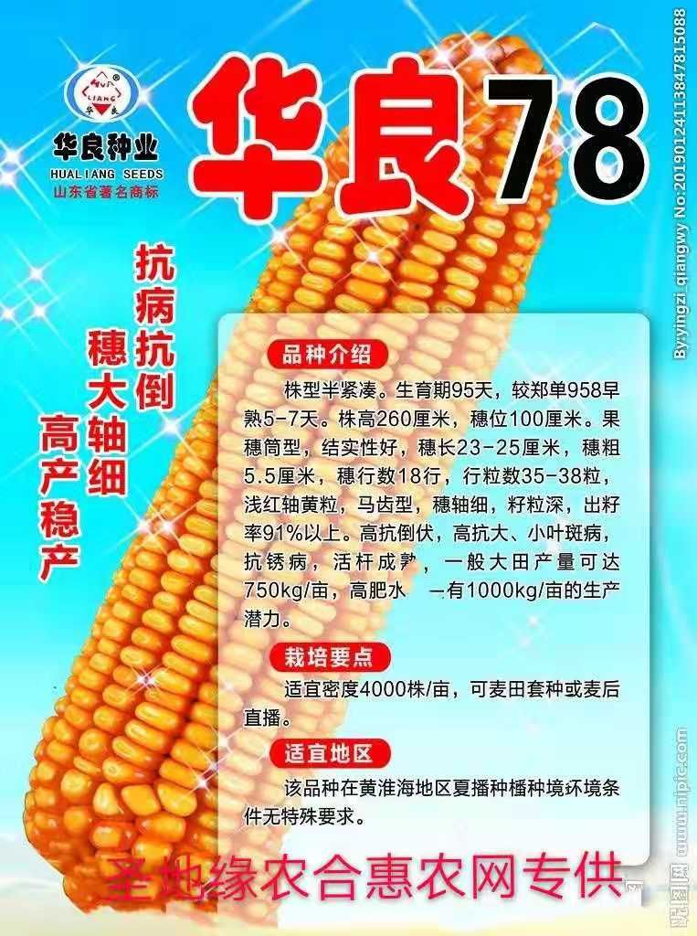 华良78玉米种子 桓丰102玉米种子抗病抗倒高产红细轴大棒矮秆耐脊薄耐