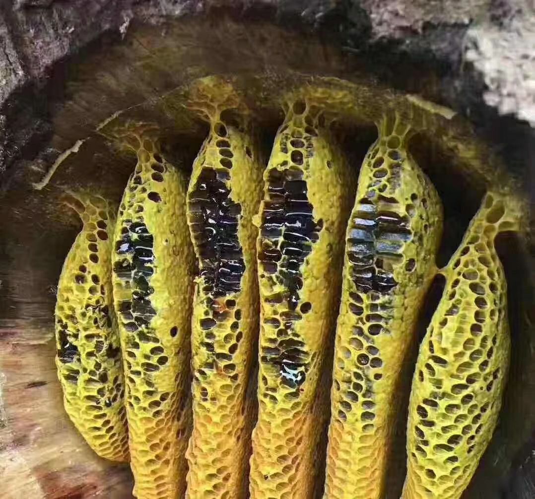 缅甸野生土蜂蜜,黑蜂蜜