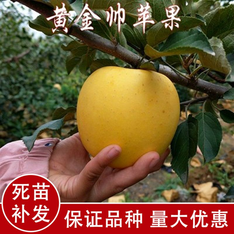 苹果树苗黄元帅苹果树苗嫁接苗结果苗盆栽庭院地栽南方北方种植四