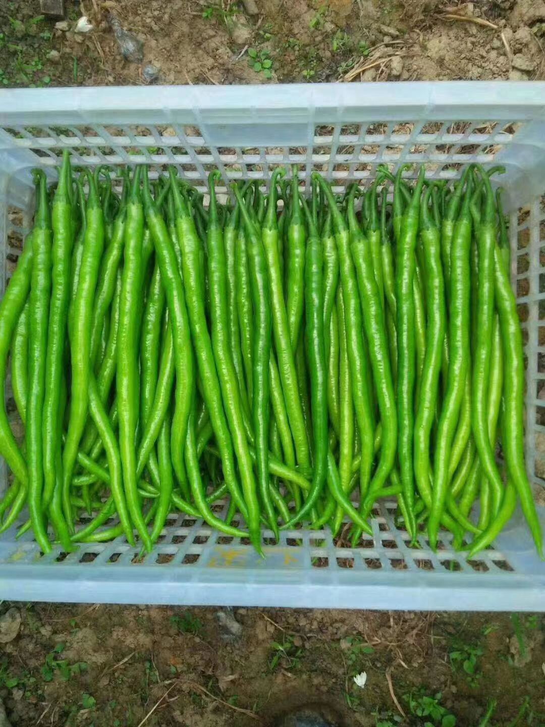 云南西双版纳景洪市二荆条辣椒 20cm以上 中辣 靑色