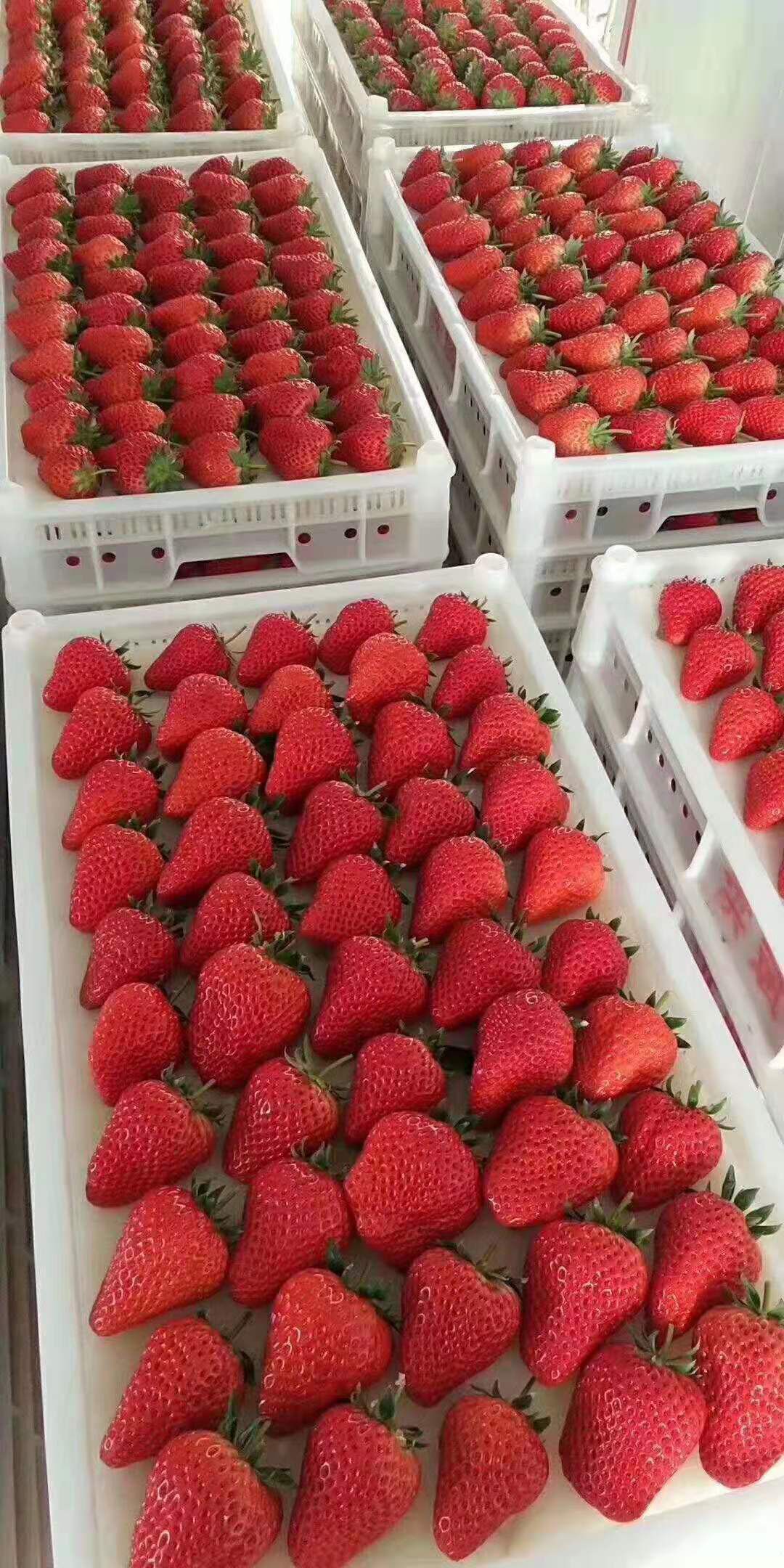 丹东东港特产99牛奶草莓 支持一件代发欢迎微商 电商采购