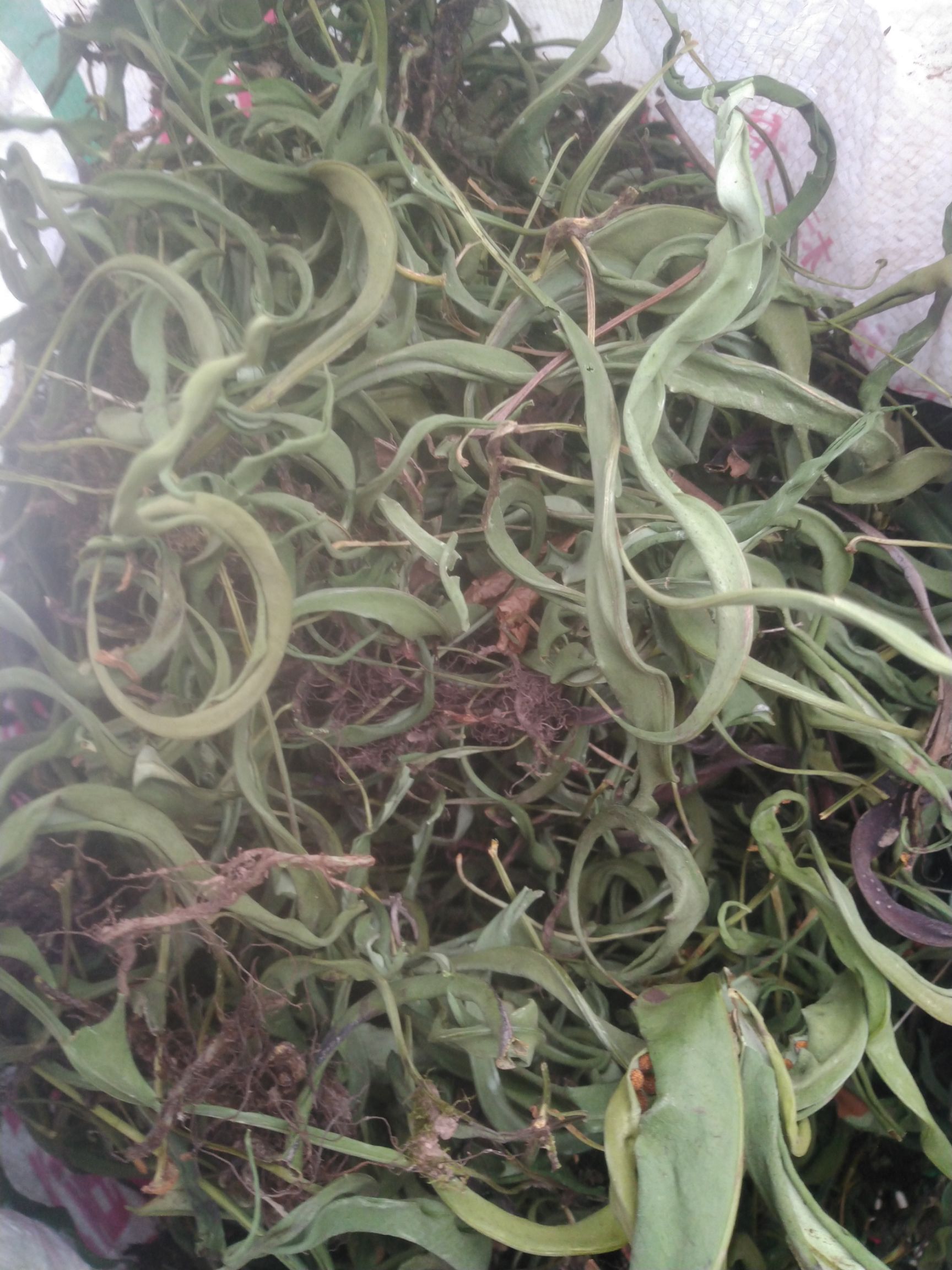 云南野生化石草