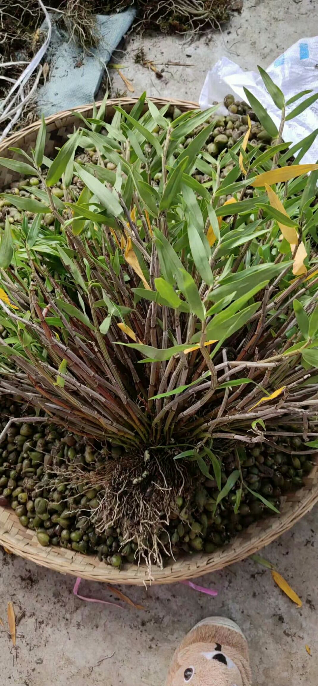 黄花铜皮石斛