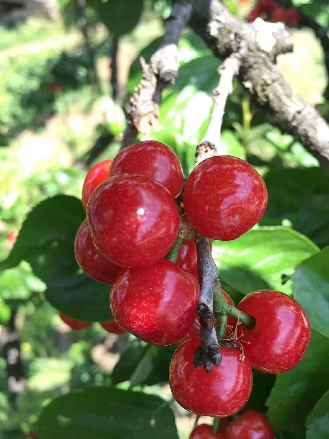 攀枝花米易樱桃