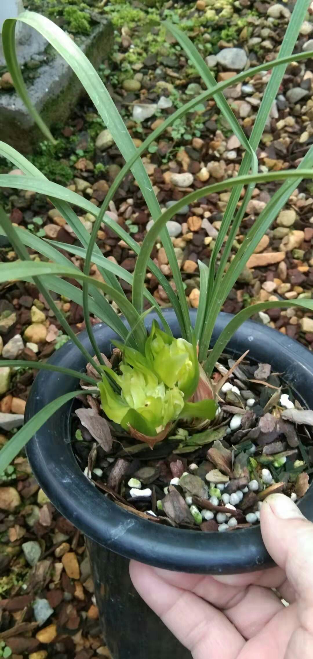春剑兰花 余蝴蝶