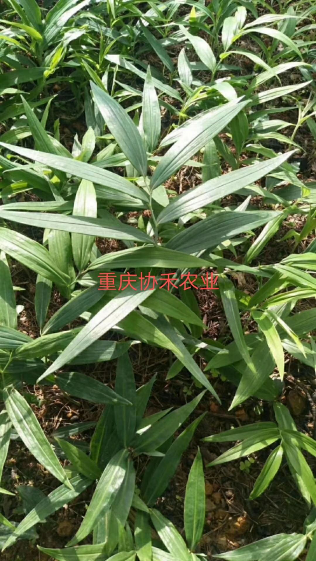 黄精种苗 基地460万株黄精苗,现货出售,品种好,产量高,包成*