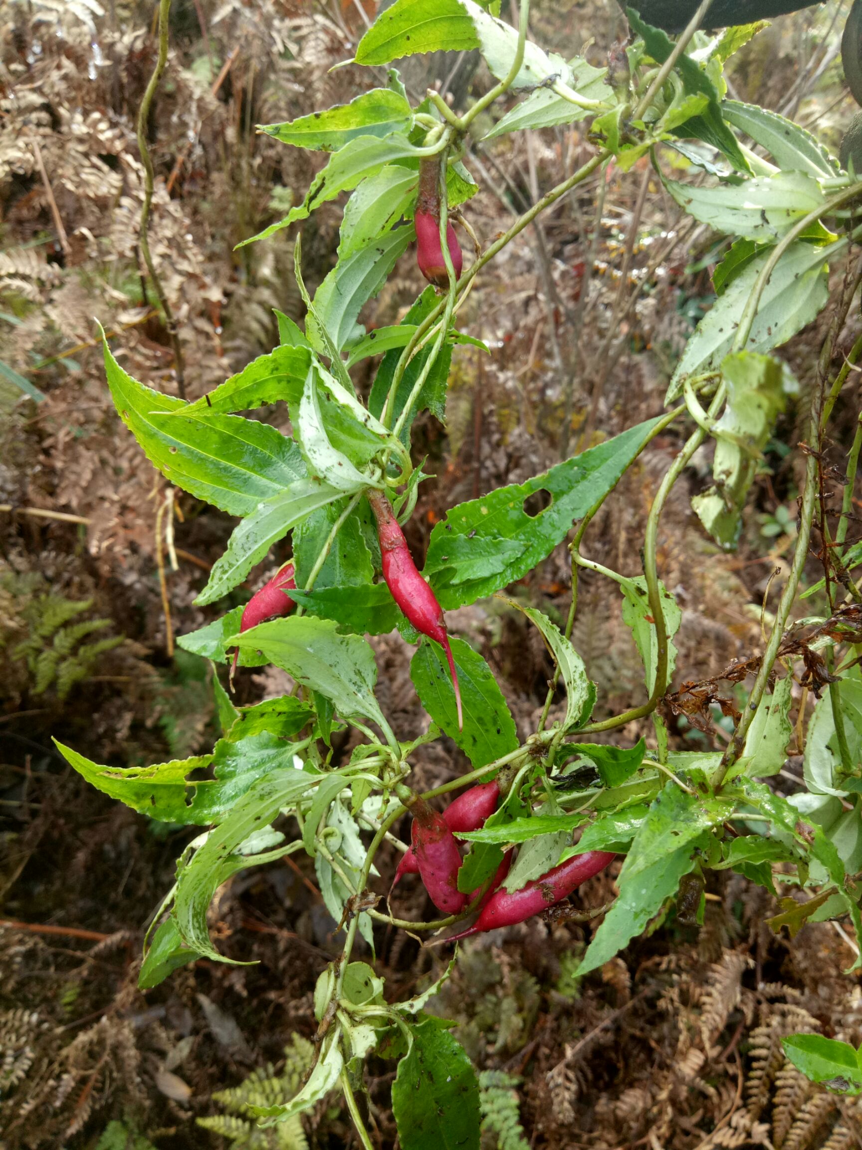 贵州肺心草