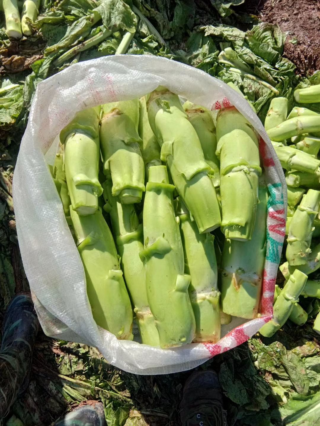 湖南株洲茶陵县芥菜头