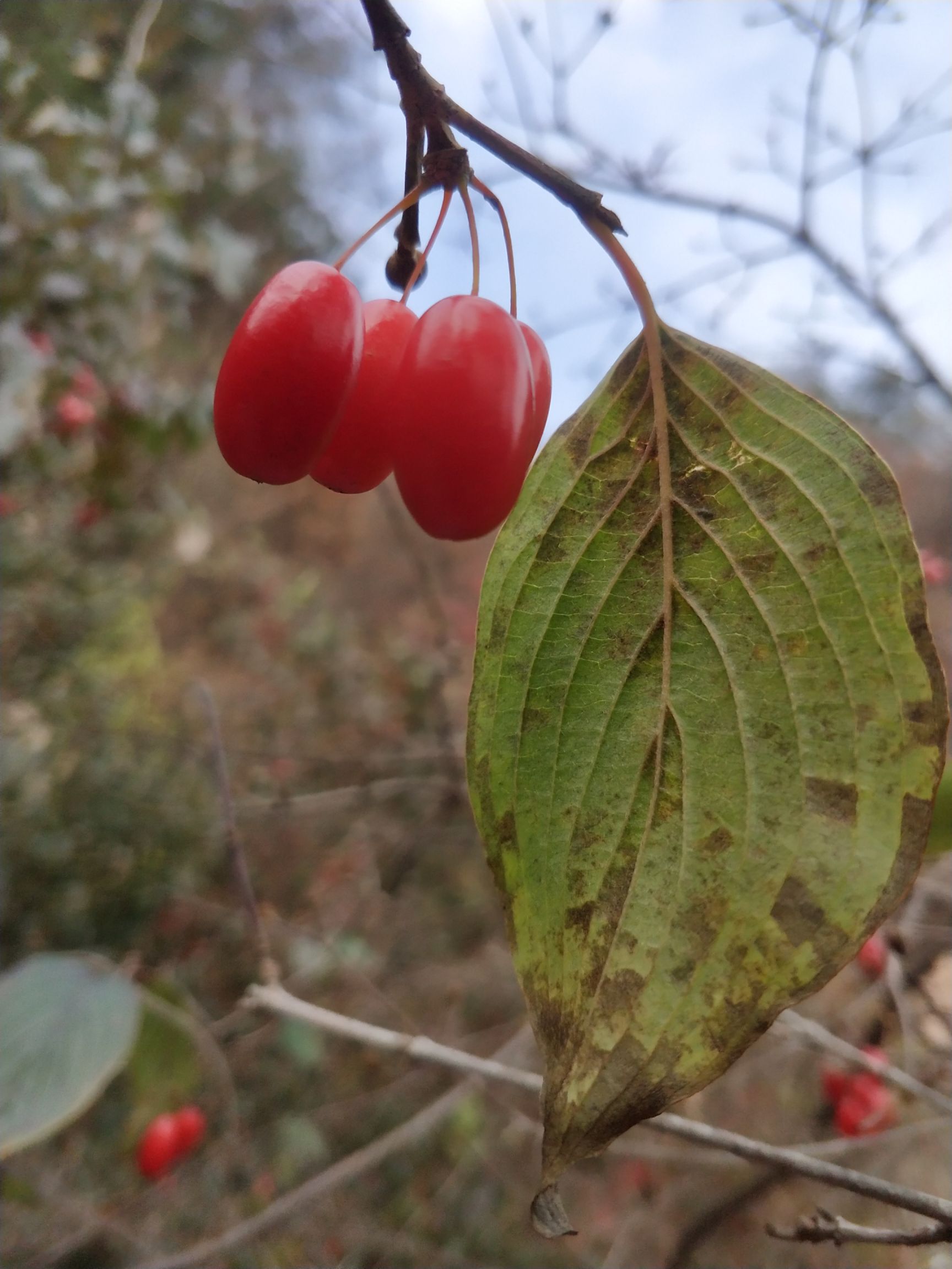 新山茱萸,自产自销,伏牛山货,一级精品