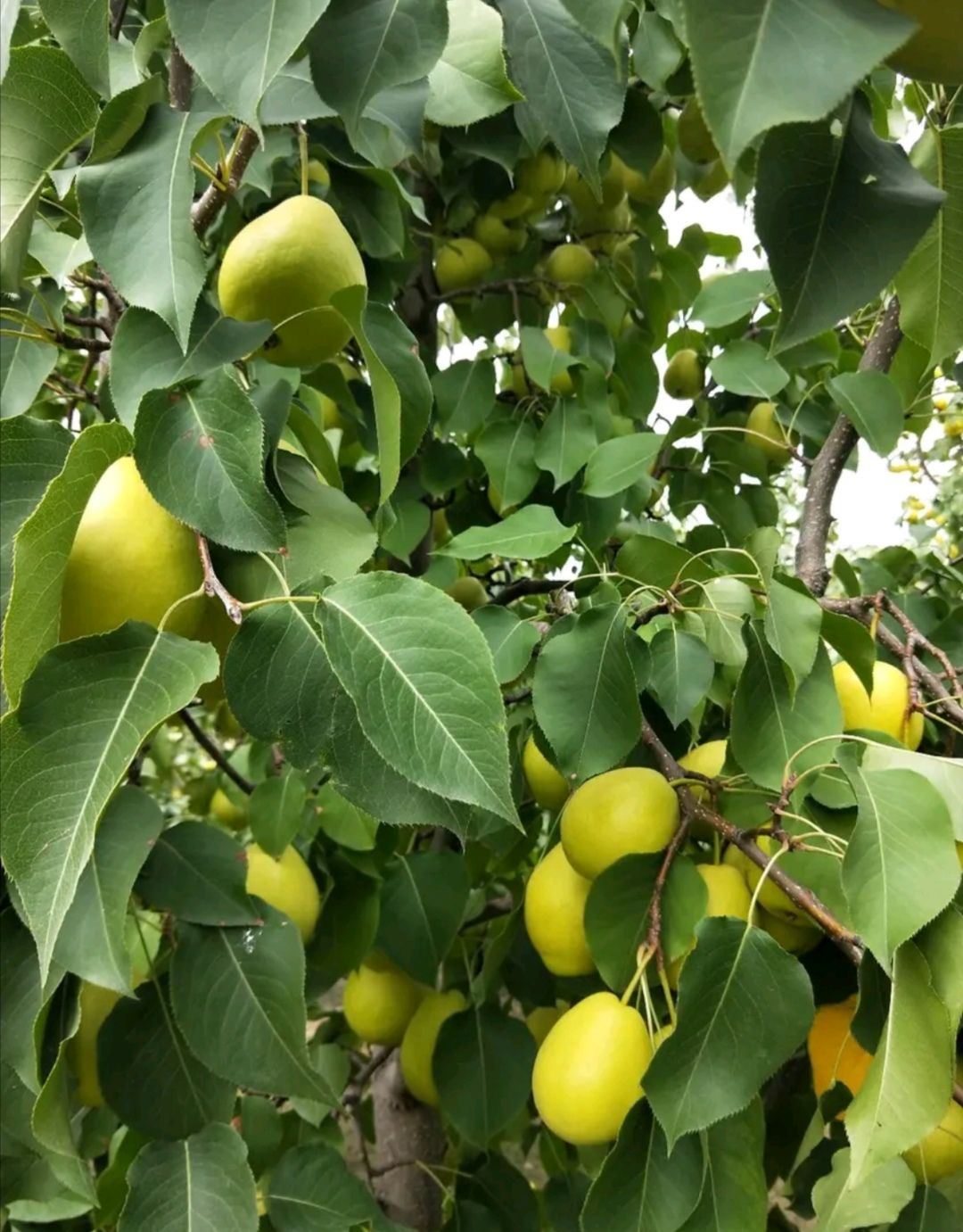 冬果梨 甘肃临夏种植基地