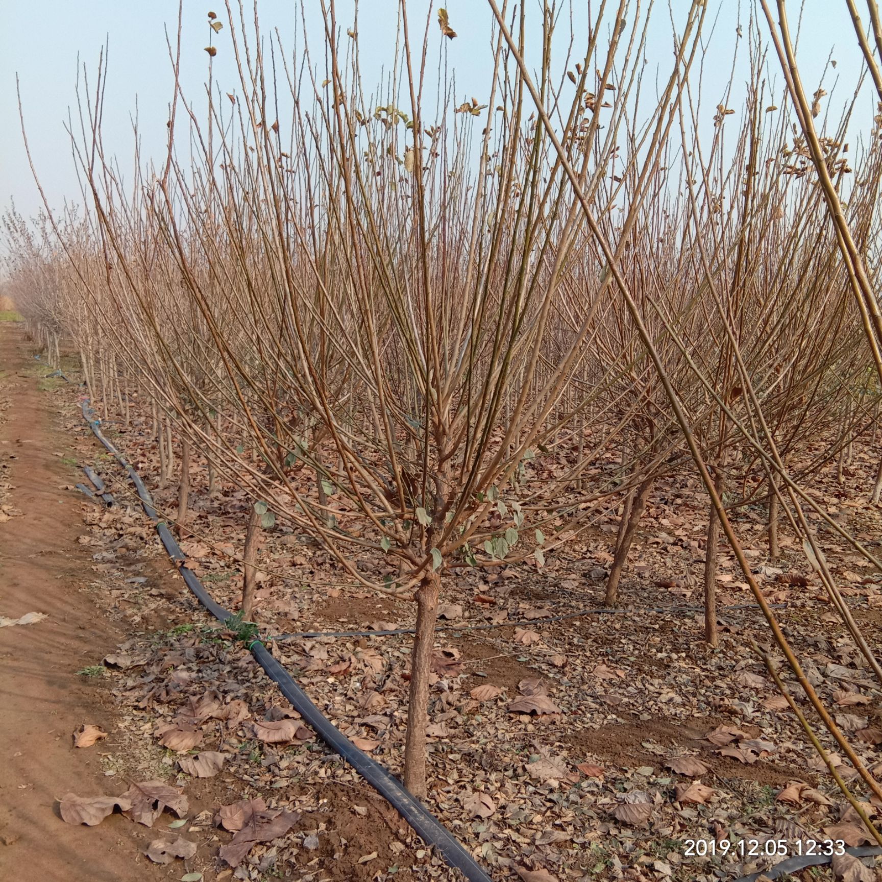 原生红梅树苗骨里红梅,24小时发货带土球包成*产地直销.