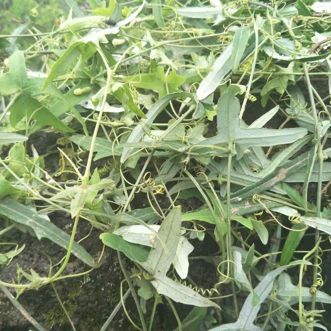 瓜蒌 野生茅瓜