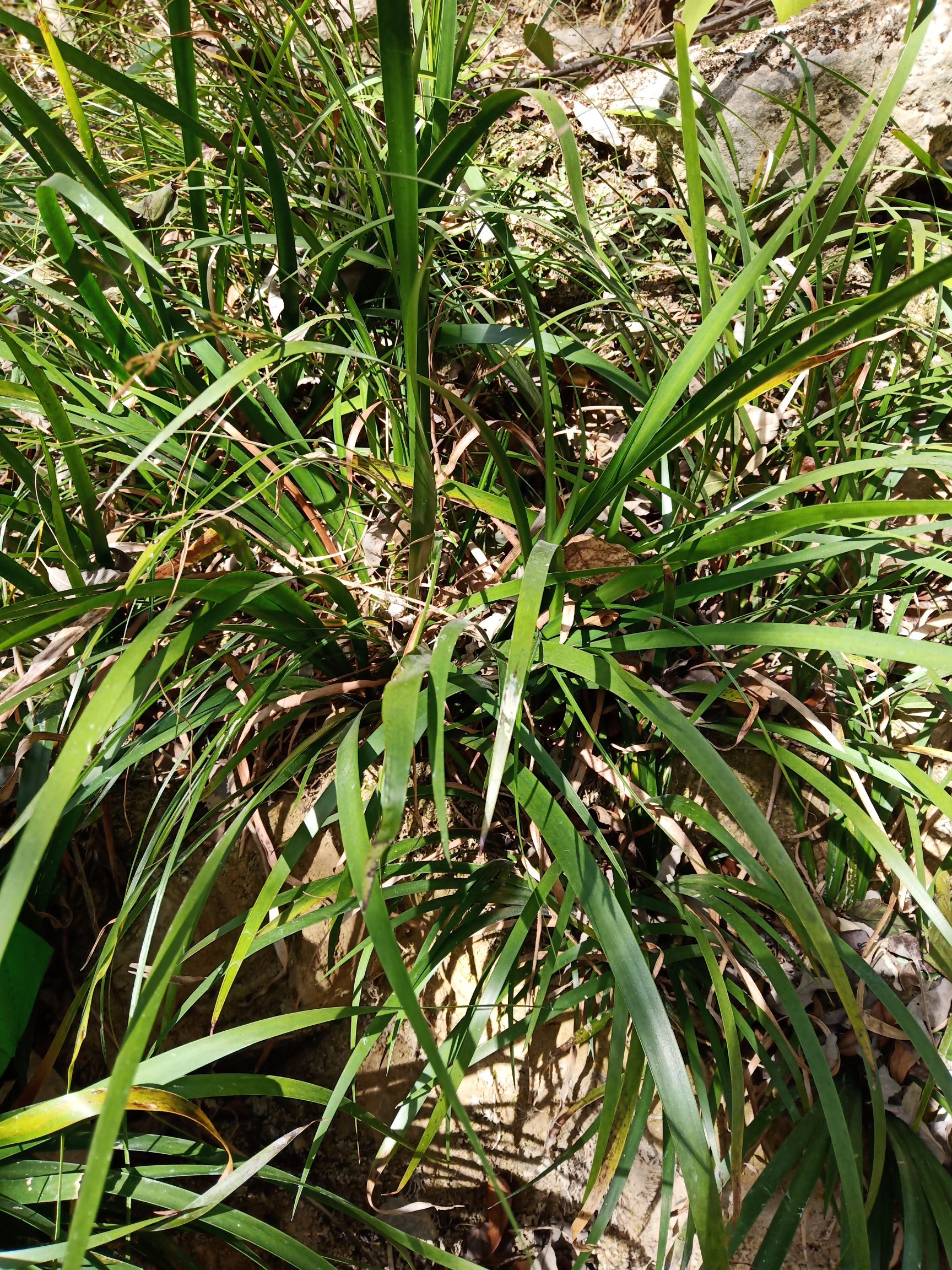 石菖蒲 *生石昌蒲,价格美丽,什么价格都有