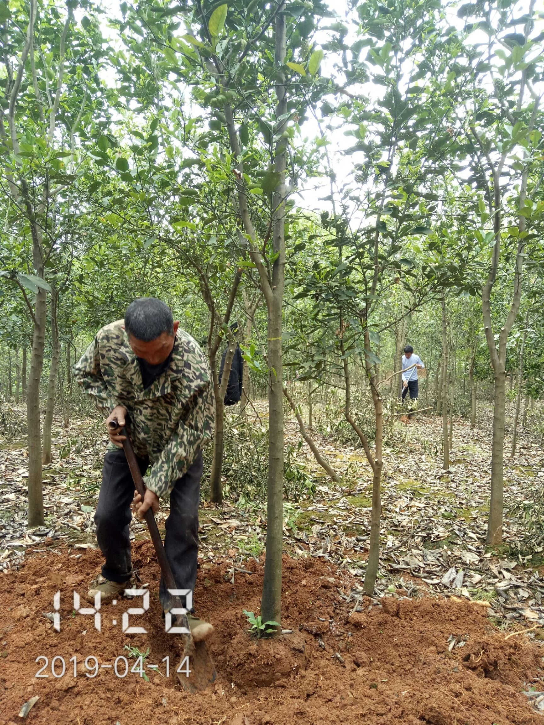 普通柚树苗 海量供应5公分的柚子树(香泡)