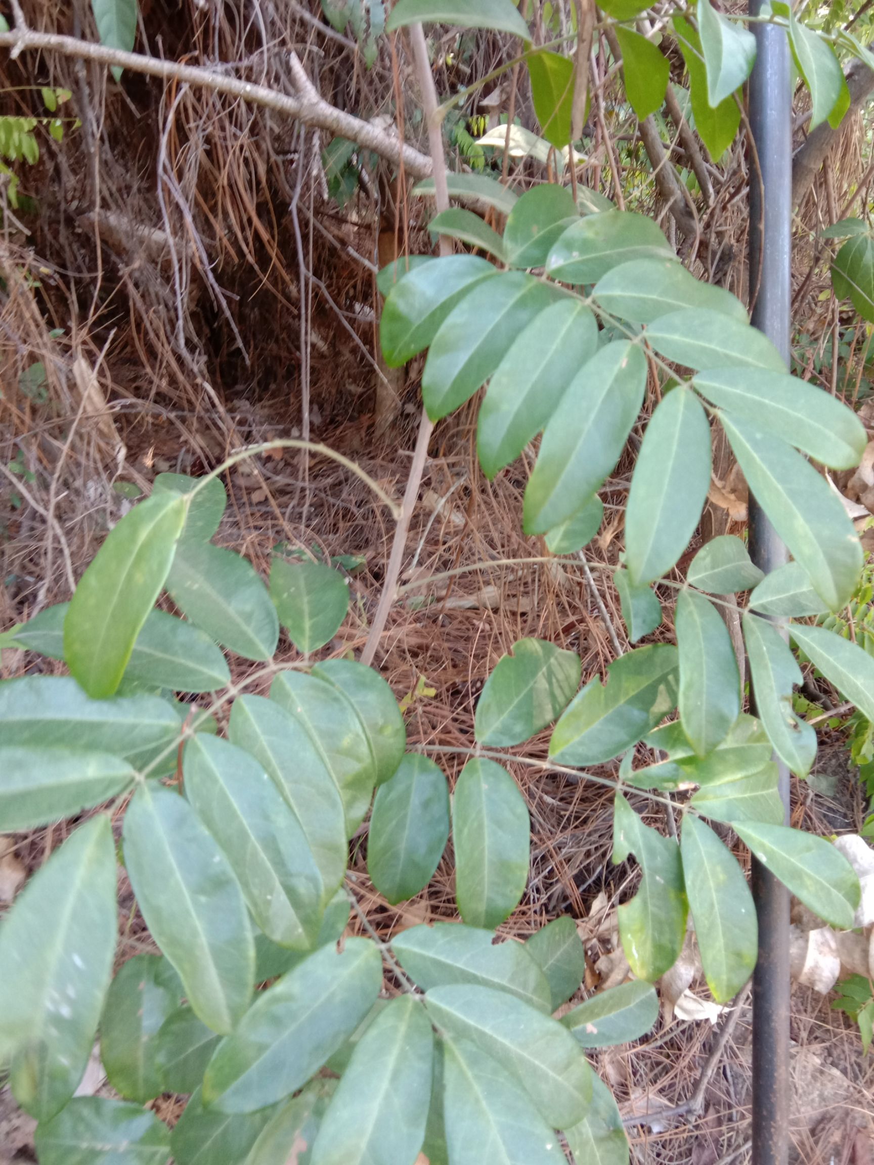 纯*生牛大力(需要预定)因为要进山里找,需要时间