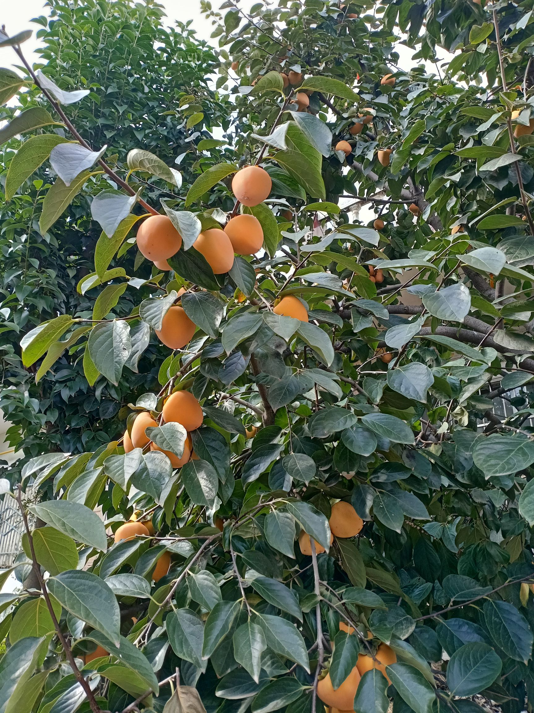 富平尖柿苗 富平正宗优质尖柿苗