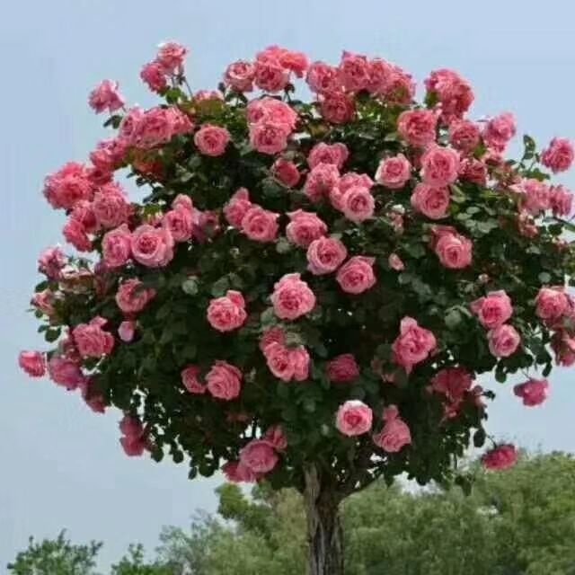 树状月季 古桩月季