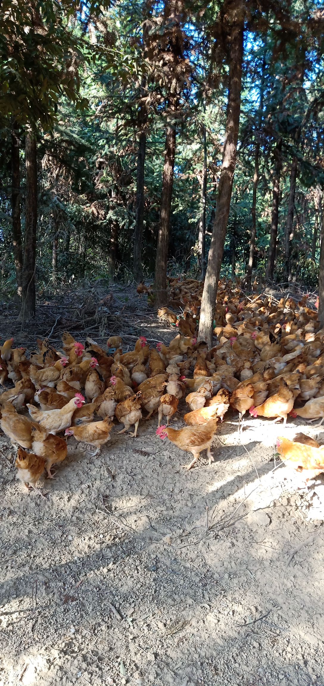 林下散养跑山鸡