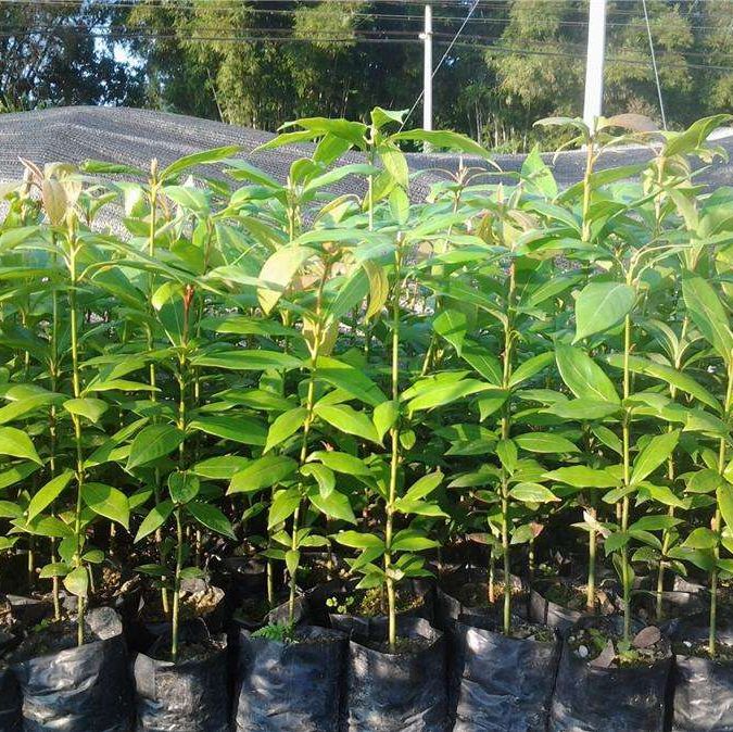 楠木苗金丝楠木苗楠木树苗