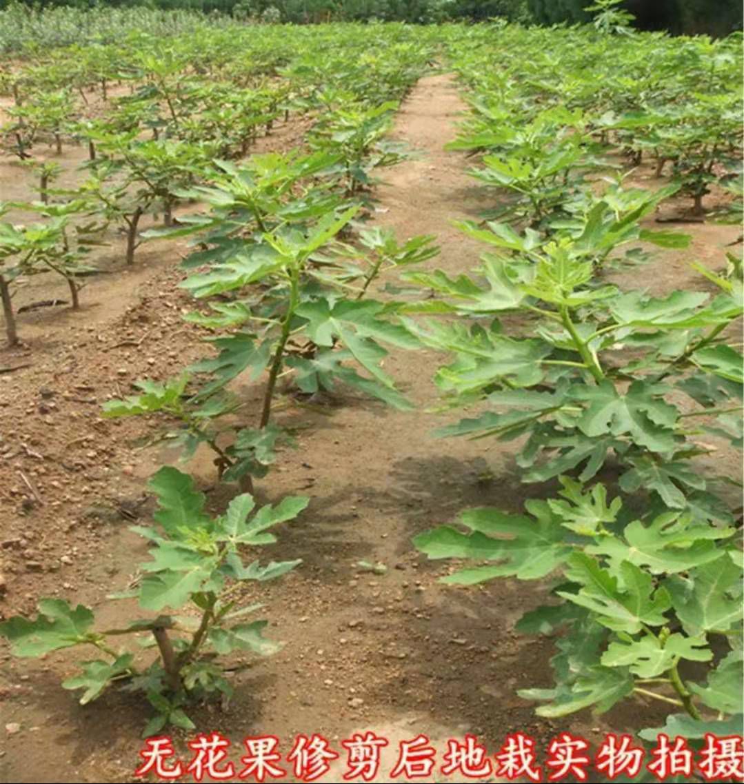波姬红无花果苗.保质量保品种保挂果,一至三年苗死苗免费补发