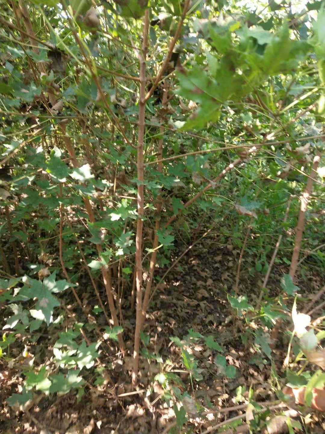[元宝枫批发] 2公分元宝枫价格6元/棵 - 惠农网