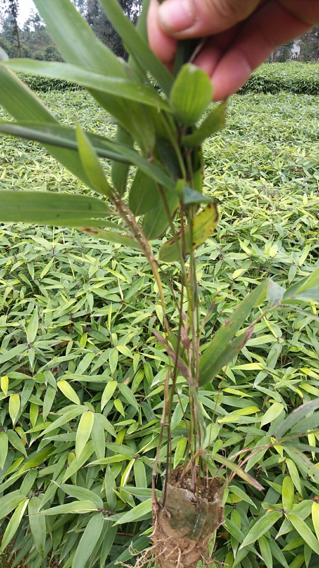 楠竹苗 大量出售,优质楠竹杯苗.