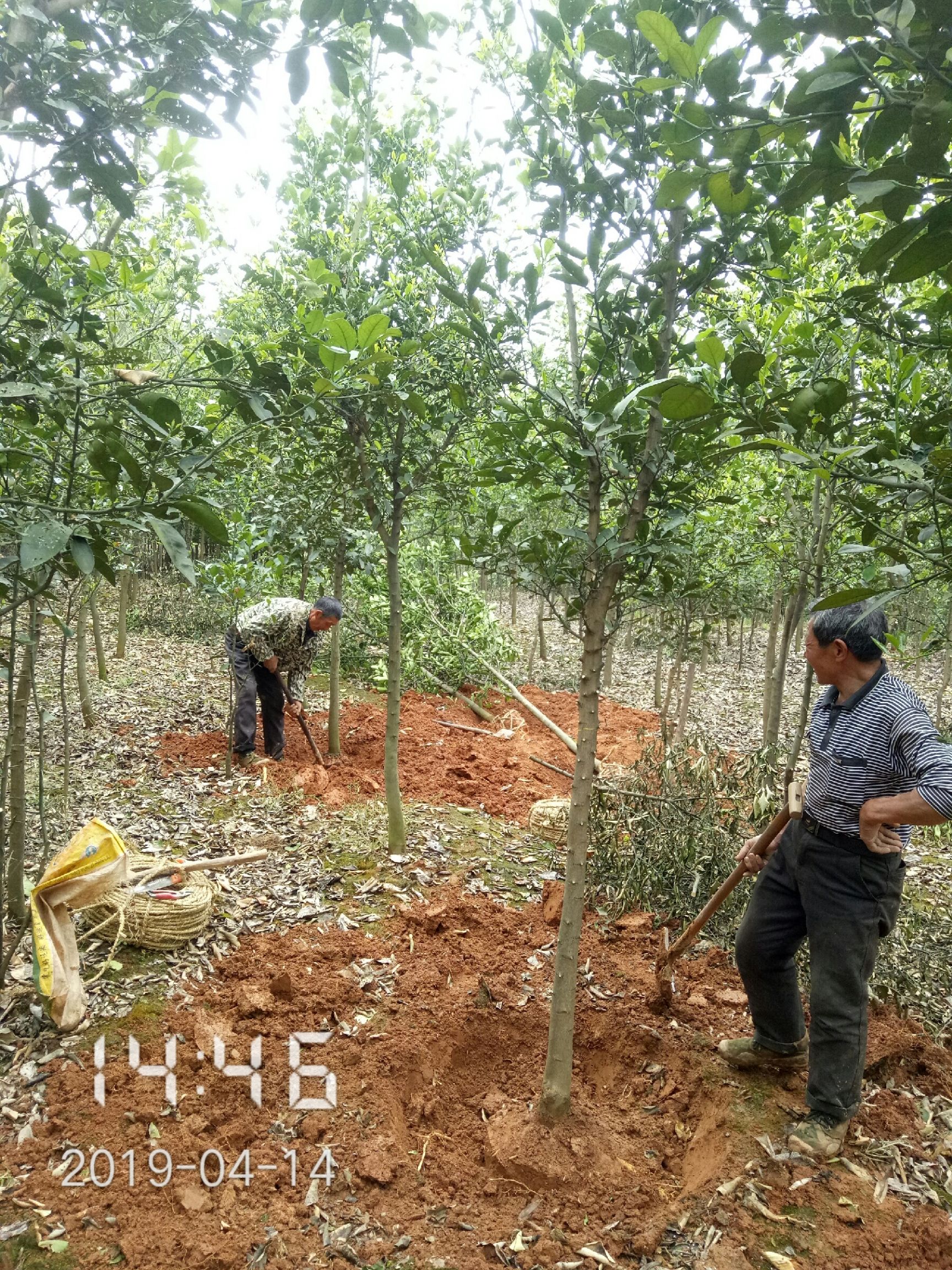 普通柚树苗 海量供应5公分的柚子树(香泡)