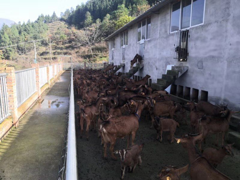 山羊 阉公羊