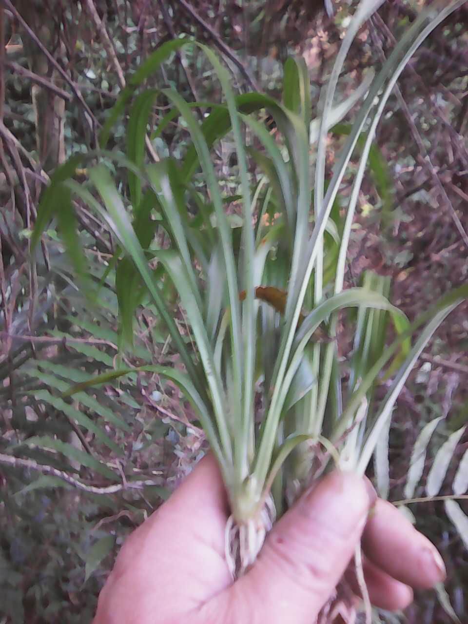 吉祥草,长年青绿色花草!