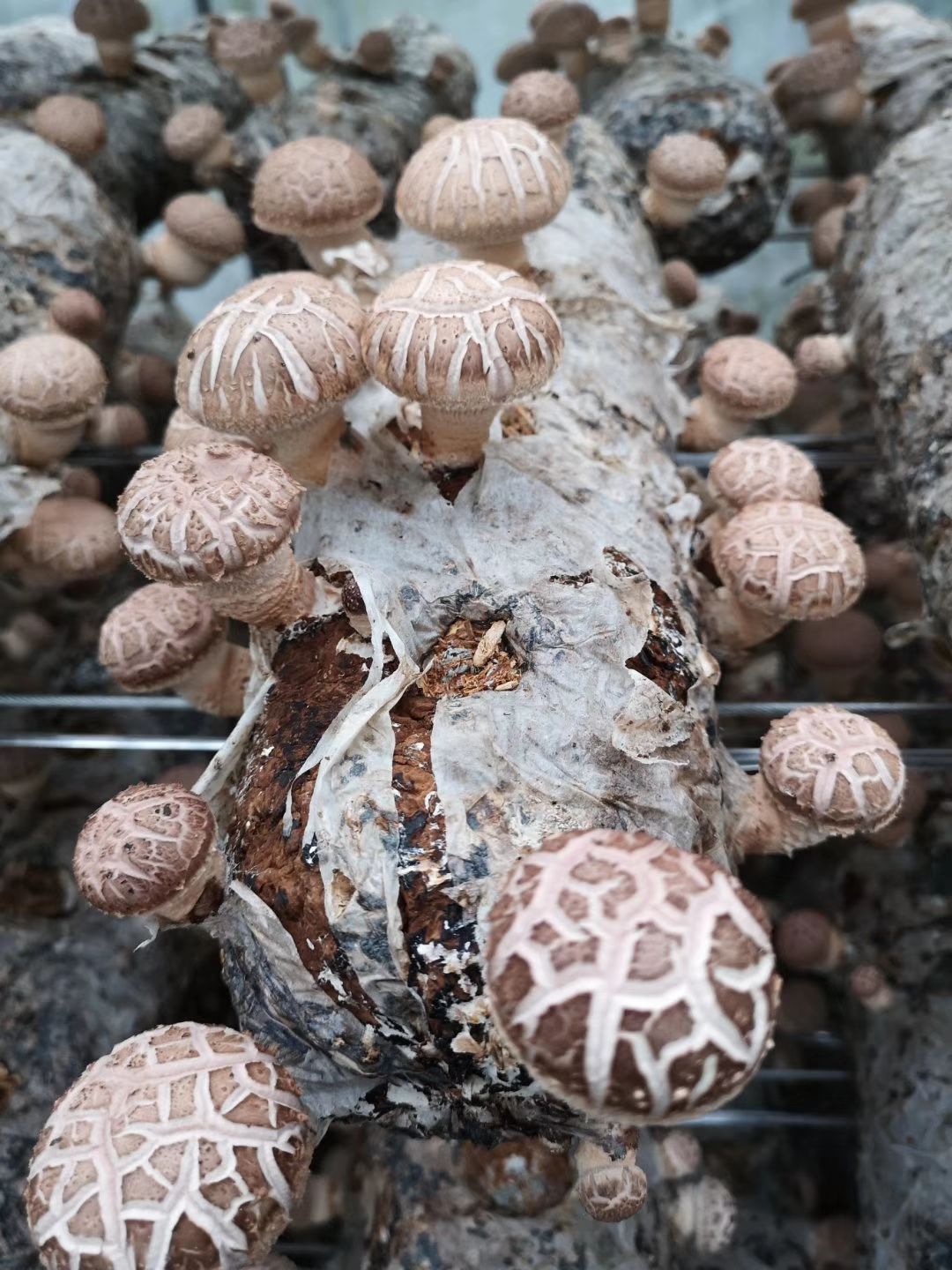 香菇菌种,菌棒