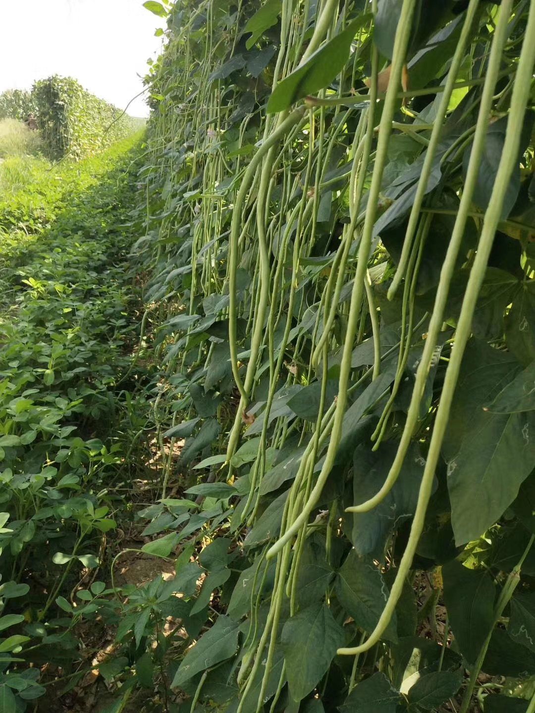 绿状元豆角种子,墨绿条,荚长90,耐老话不鼓籽,早熟高产