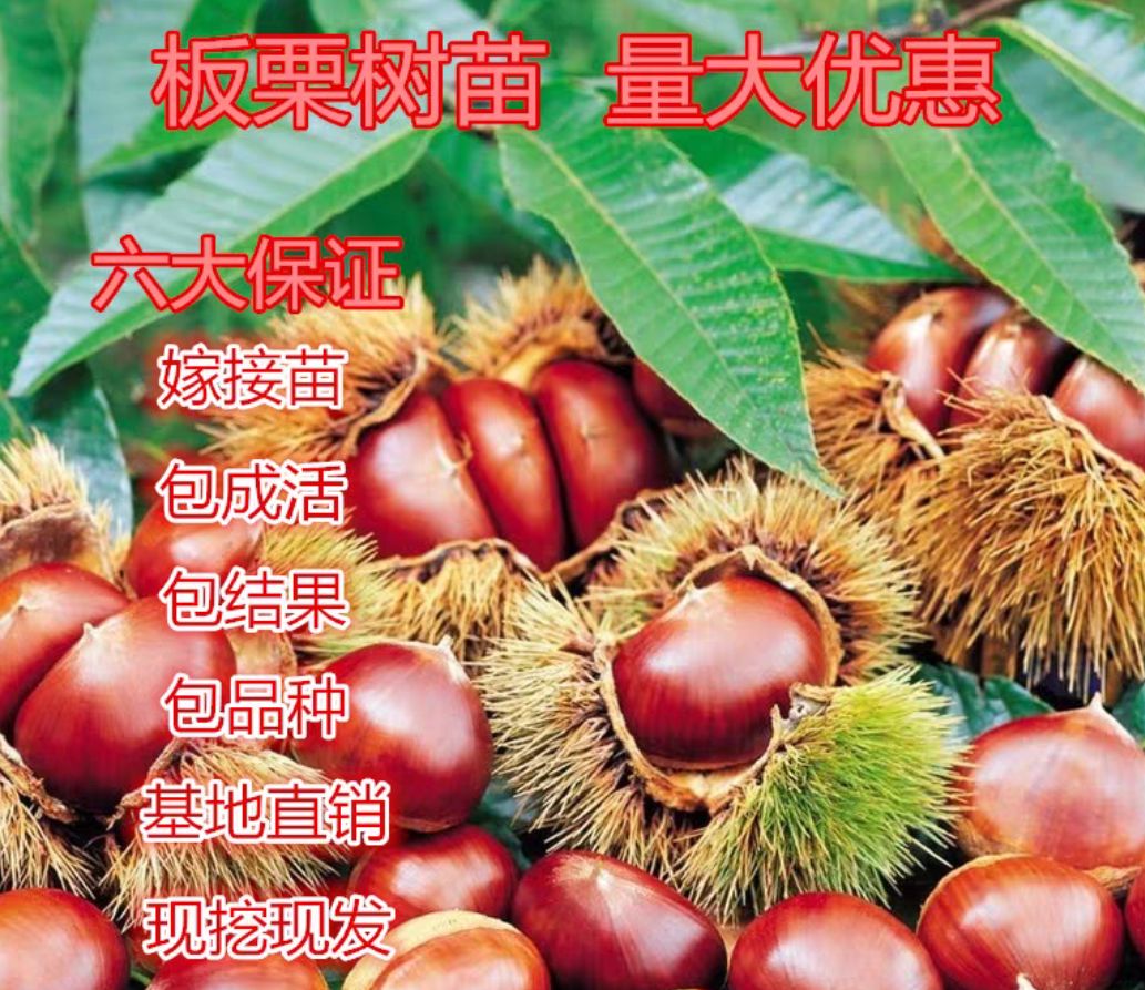 大红袍板栗苗
