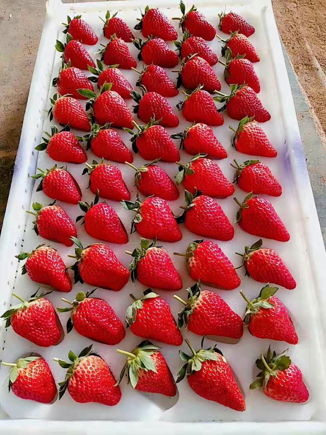 辽宁丹东九九草莓