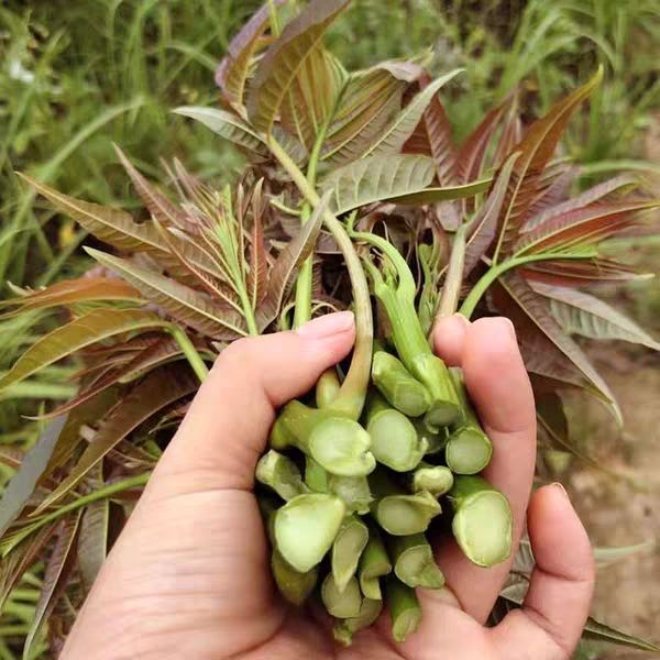 精品香椿芽秦岭山原种植2019头岔新芽空运直达