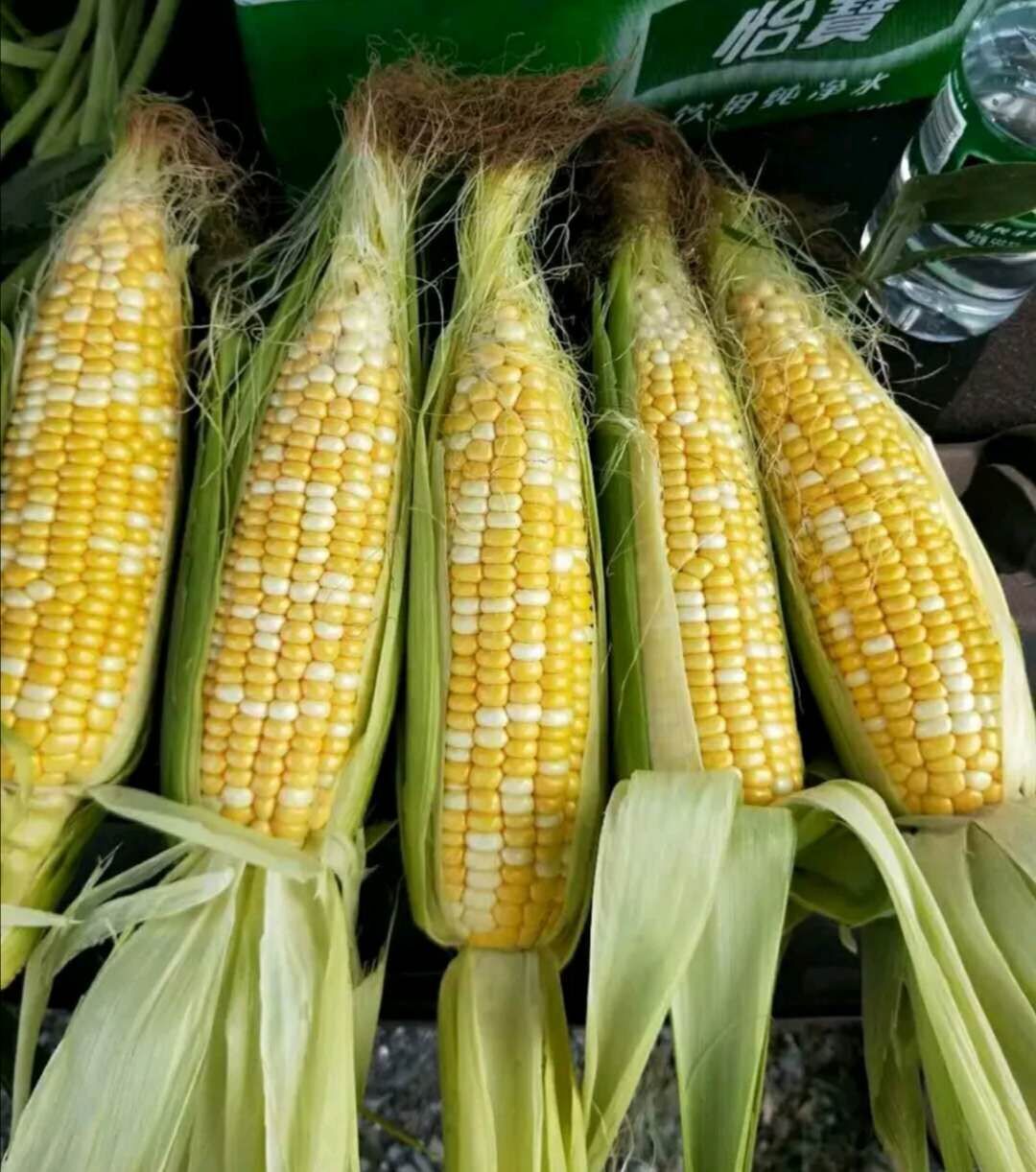 鲜甜510双色水果玉米种子早熟型超甜玉米组合糖度高特别好吃