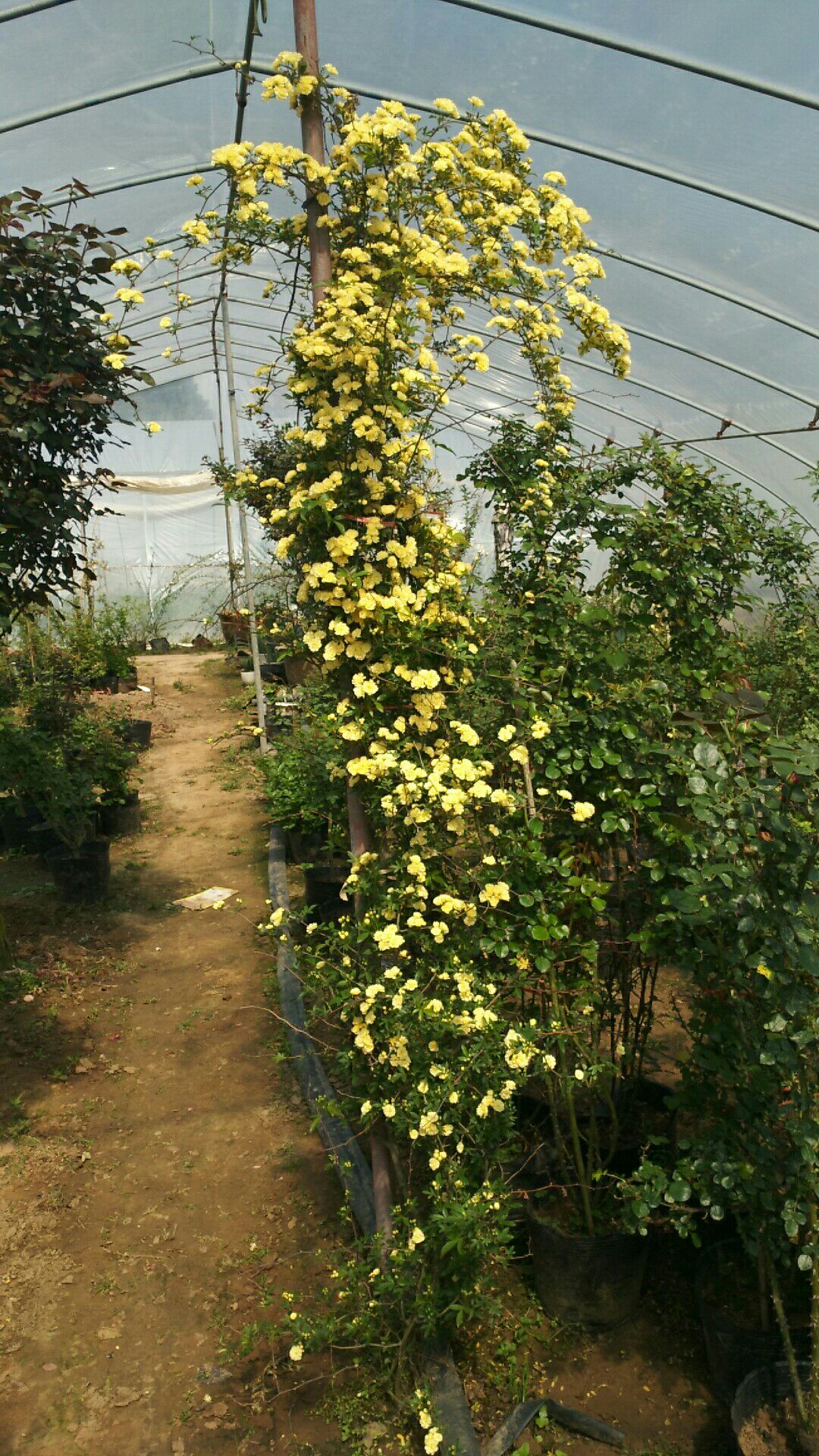 红木香红木香花盆栽四季爬藤植物特大花苗盆栽攀爬浓香花卉黄木